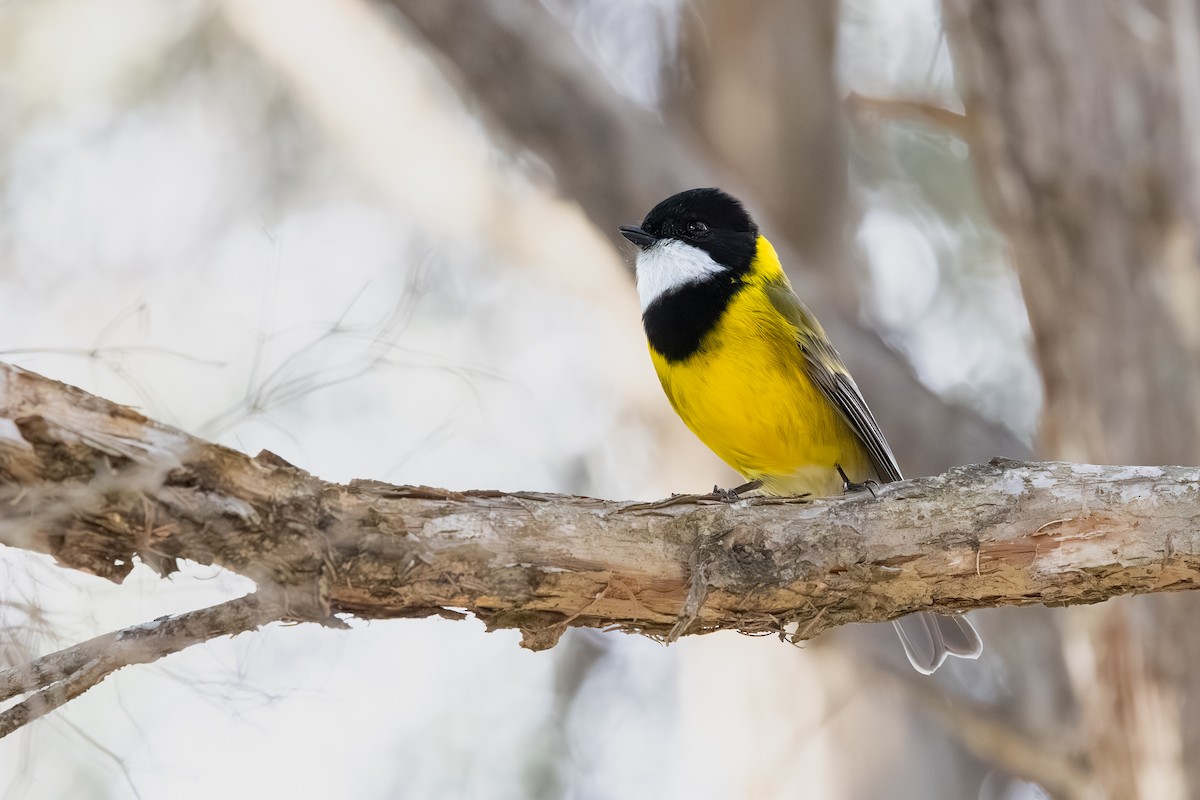 Golden Whistler - ML640124293