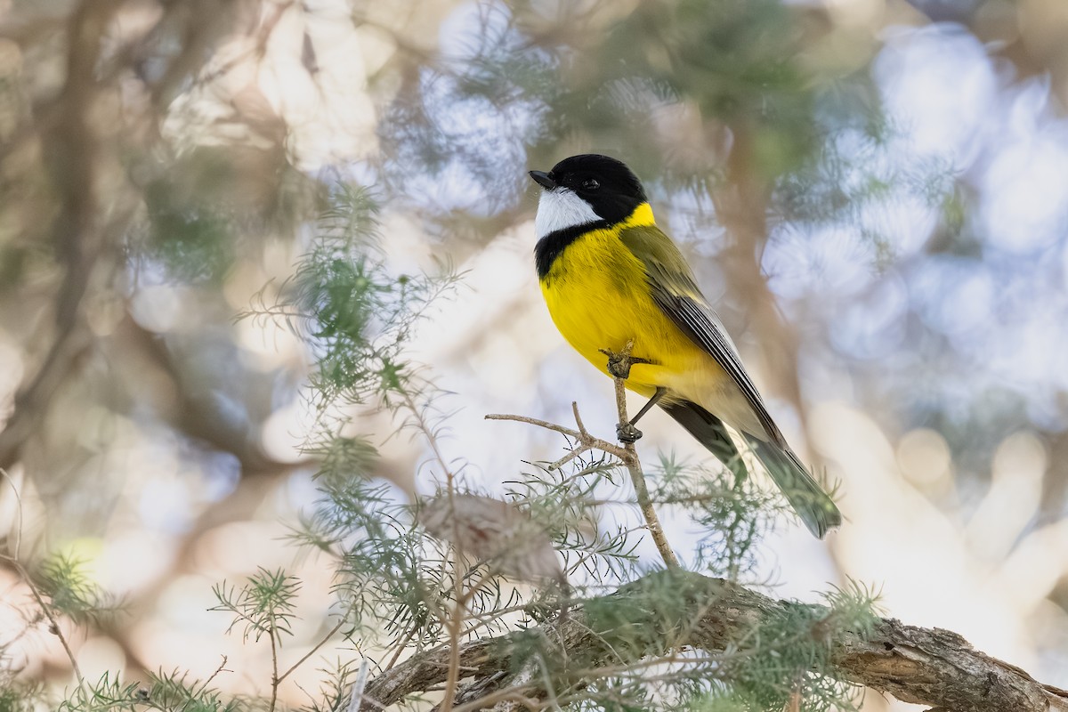 Golden Whistler - ML640124294