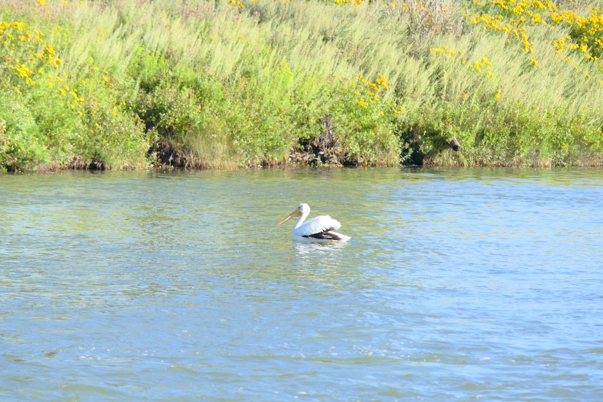 American White Pelican - ML640124295