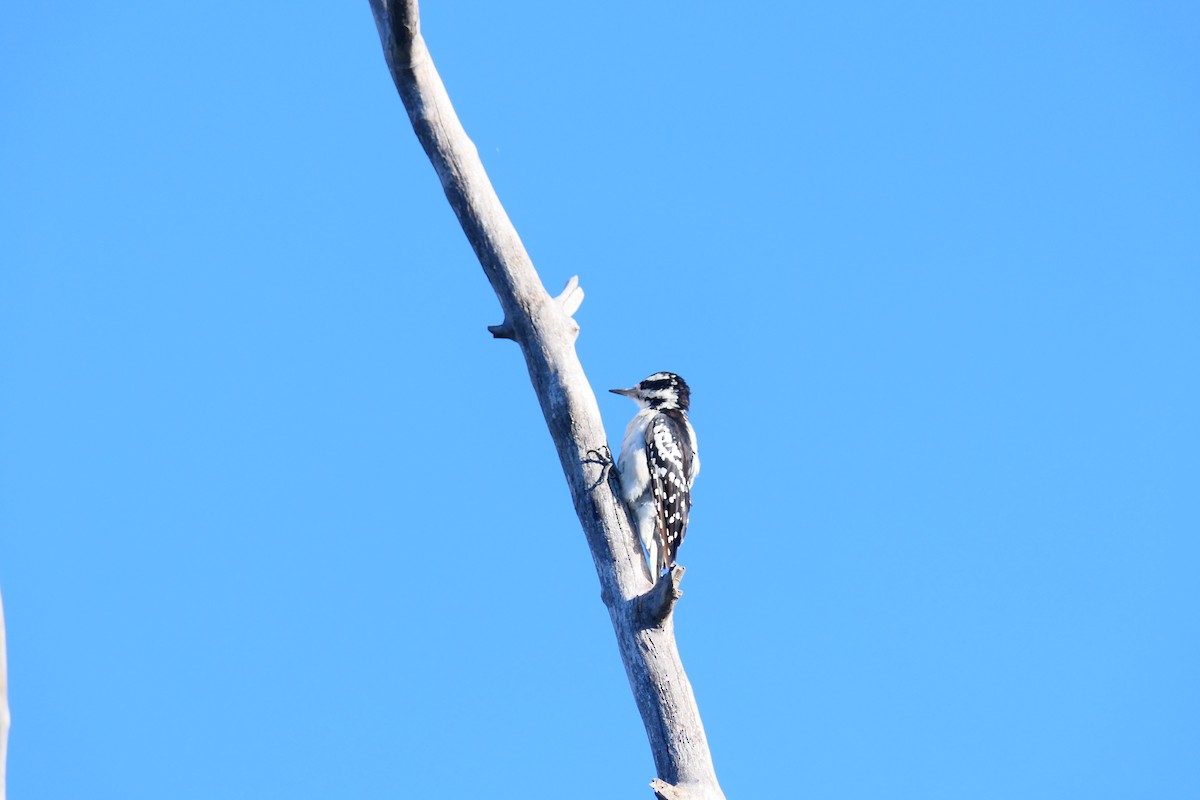 Hairy Woodpecker - ML640124298