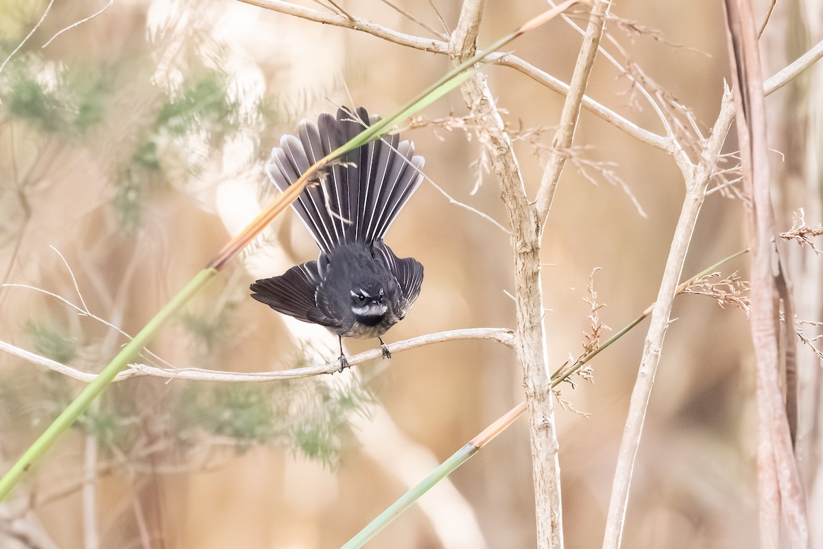 Gray Fantail - ML640124301