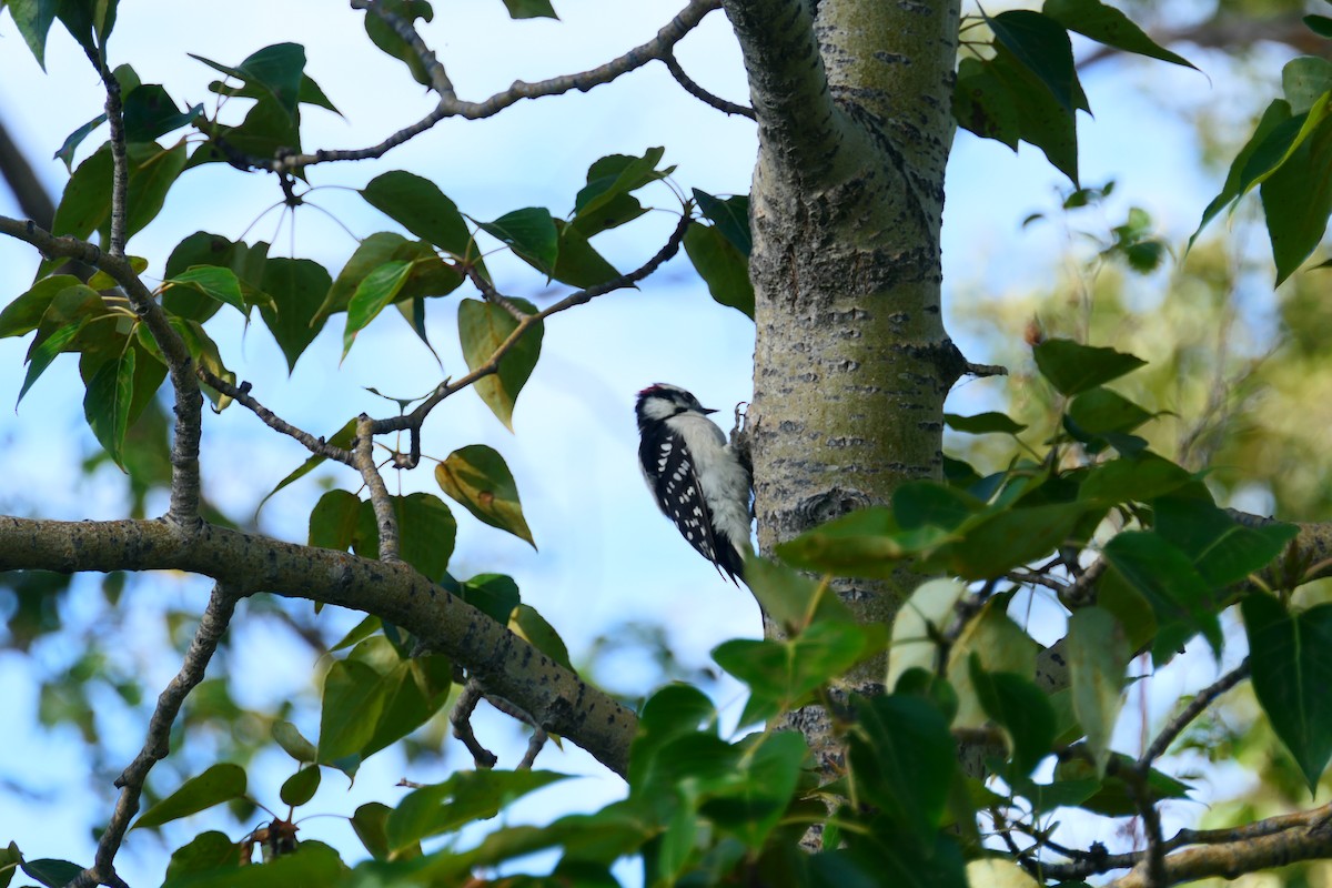 Downy Woodpecker - ML640124302