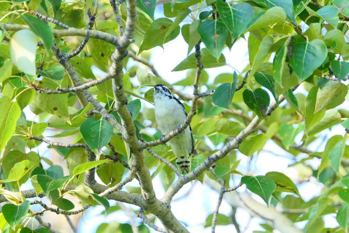 Downy Woodpecker - ML640124305