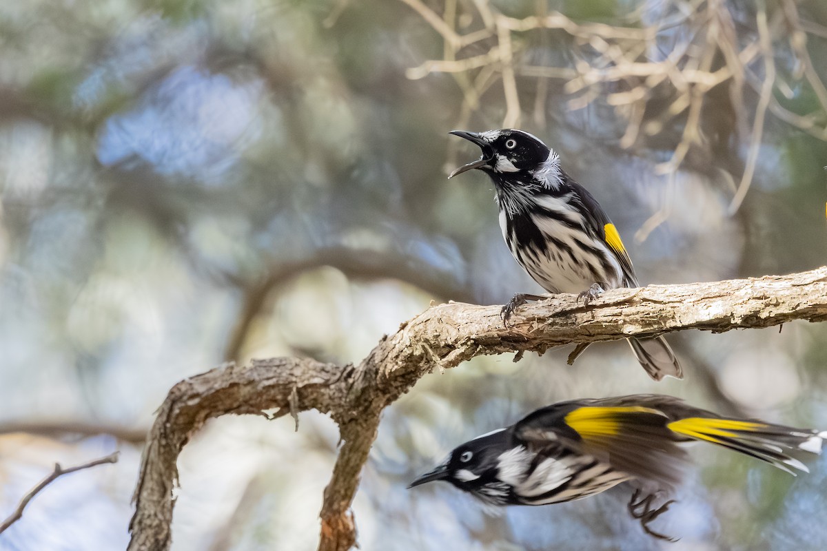 New Holland Honeyeater - ML640124306
