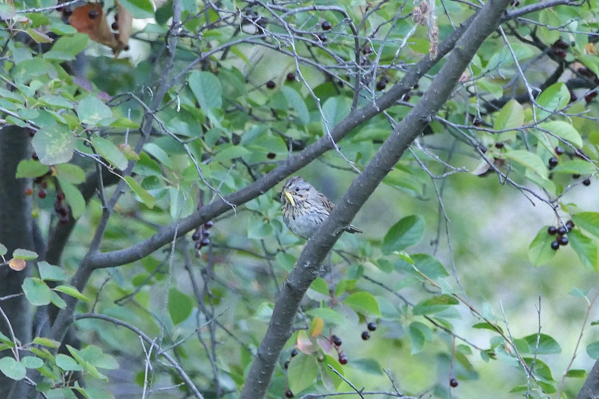 Lincoln's Sparrow - ML640124311