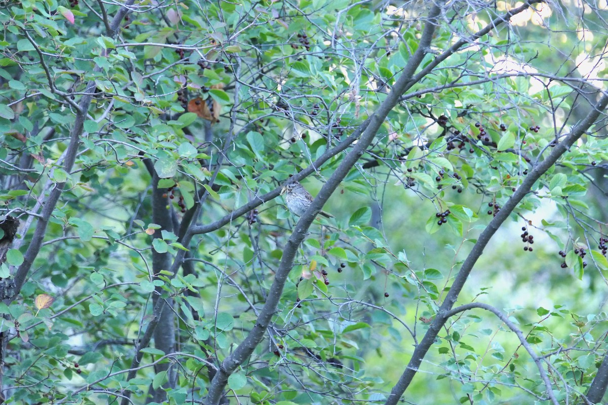 Lincoln's Sparrow - ML640124320