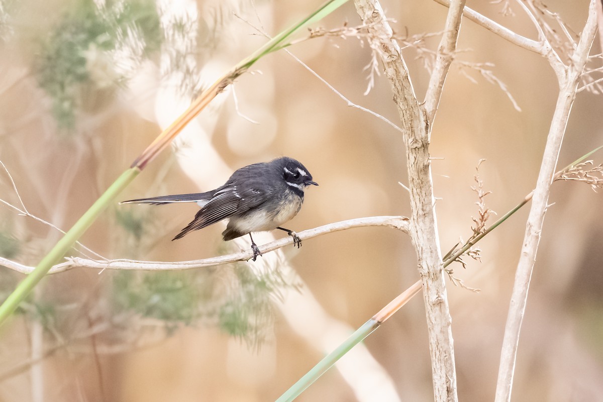Gray Fantail - ML640124348