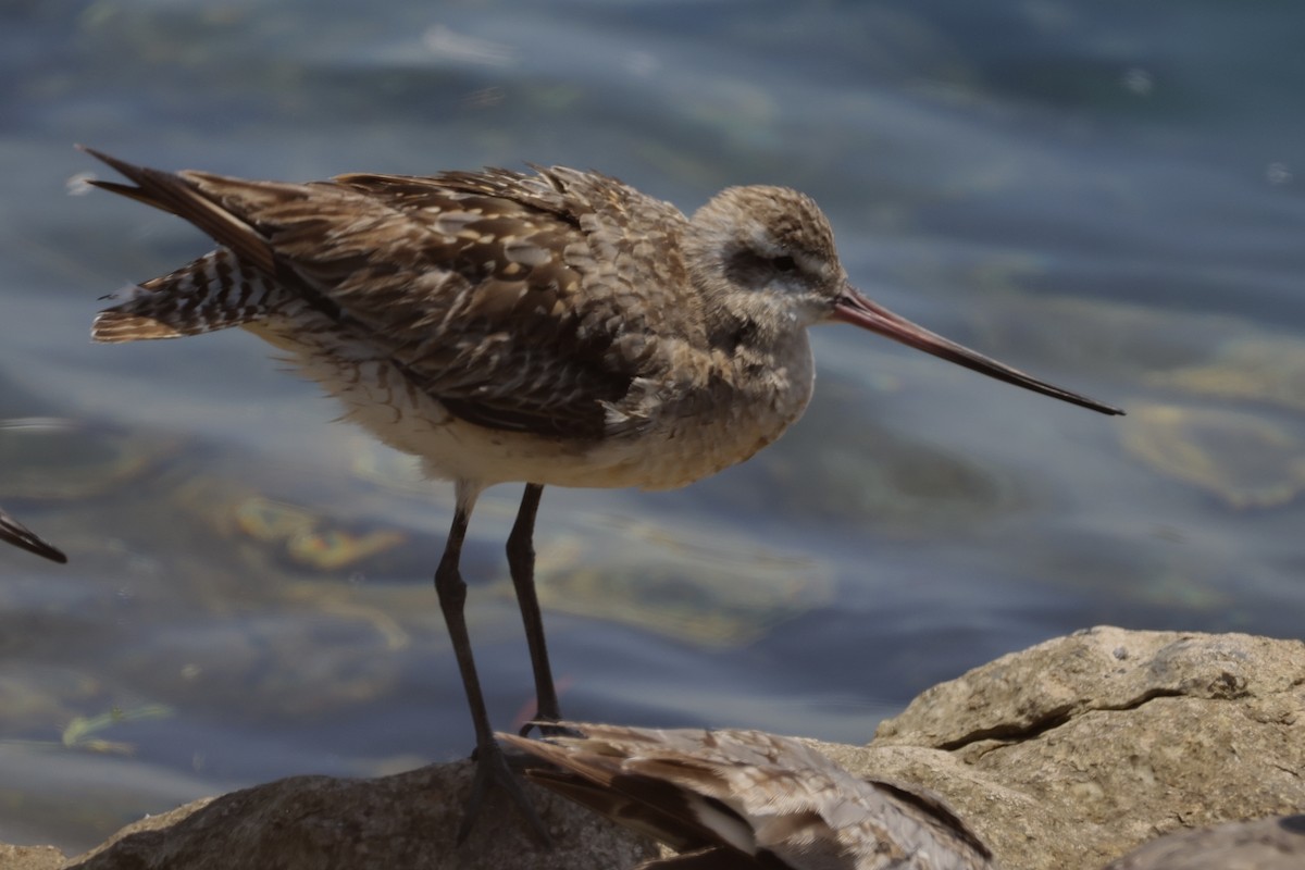 Bar-tailed Godwit - ML640124352