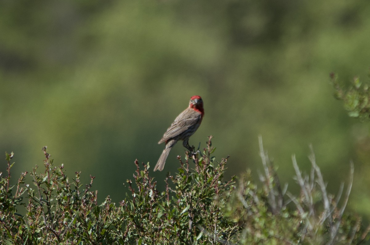 House Finch - ML640124393