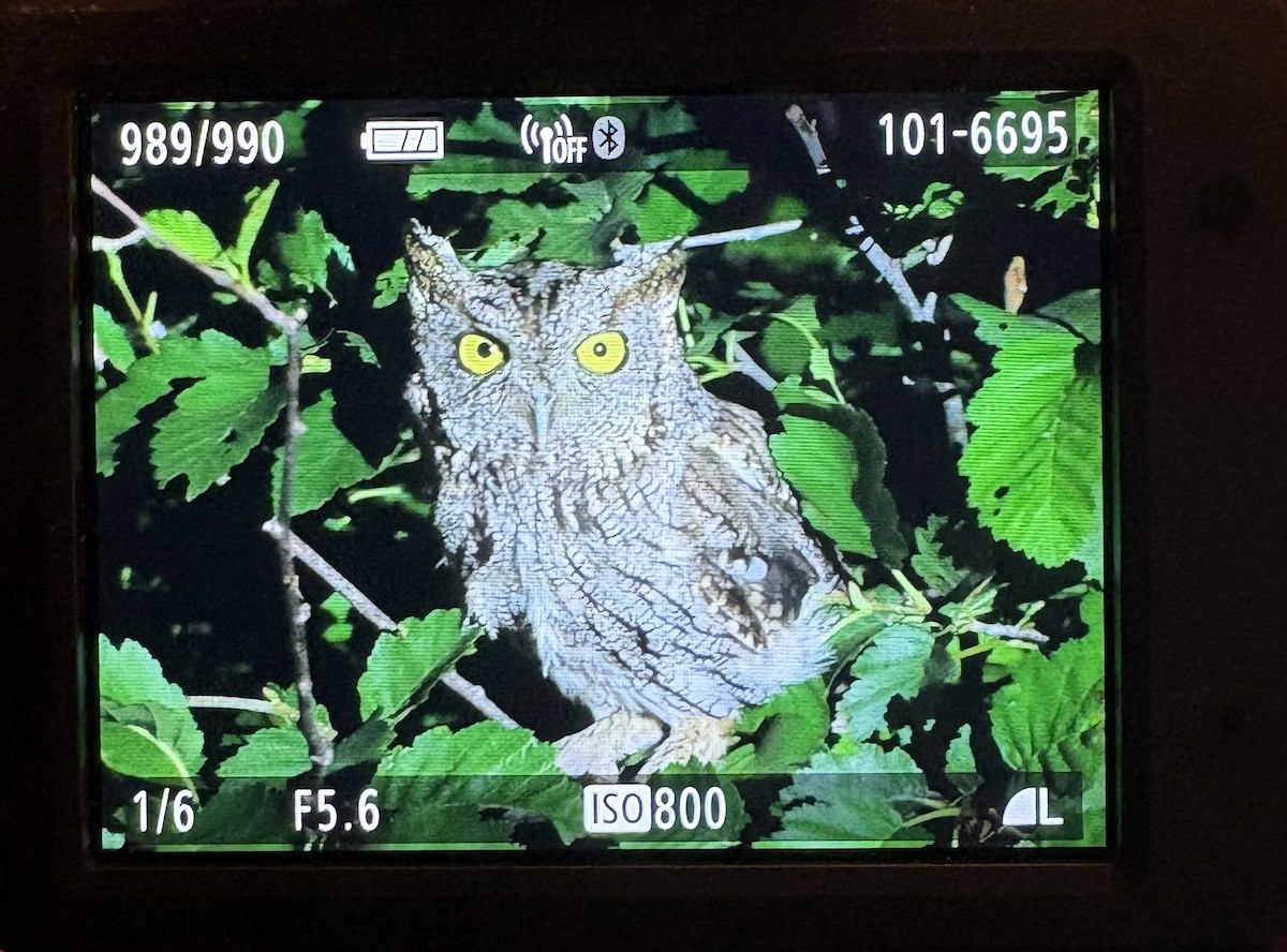 Western Screech-Owl - ML640124418