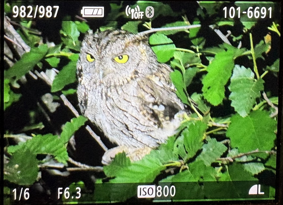 Western Screech-Owl - ML640124573