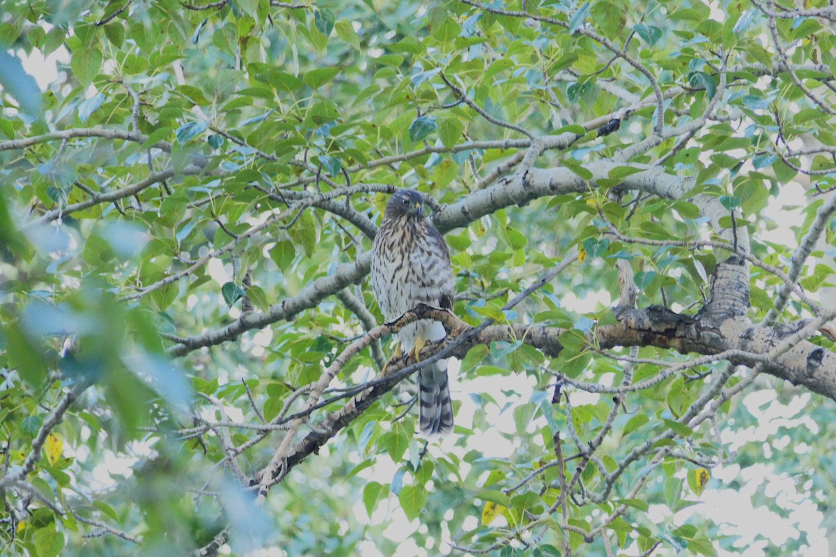 Cooper's Hawk - ML640124589