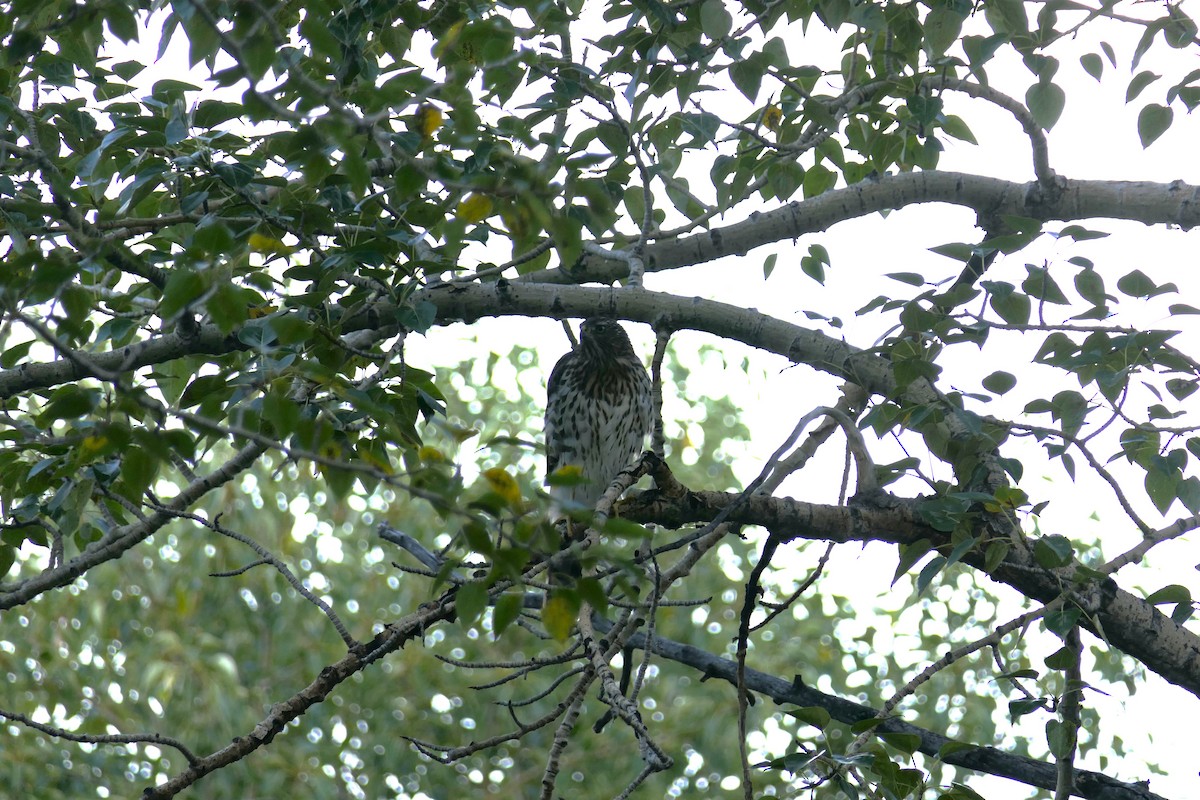 Cooper's Hawk - ML640124590