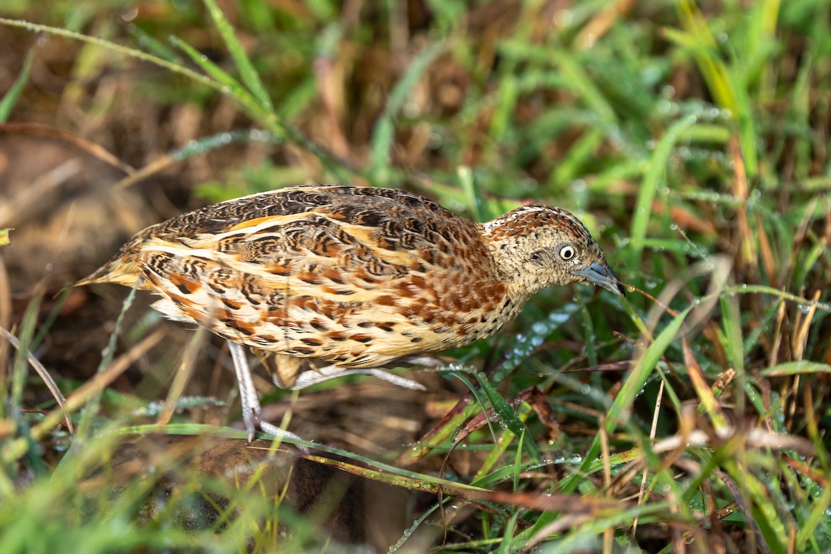 Small Buttonquail - ML640124594