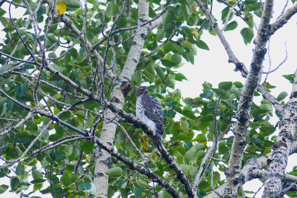 Cooper's Hawk - ML640124597