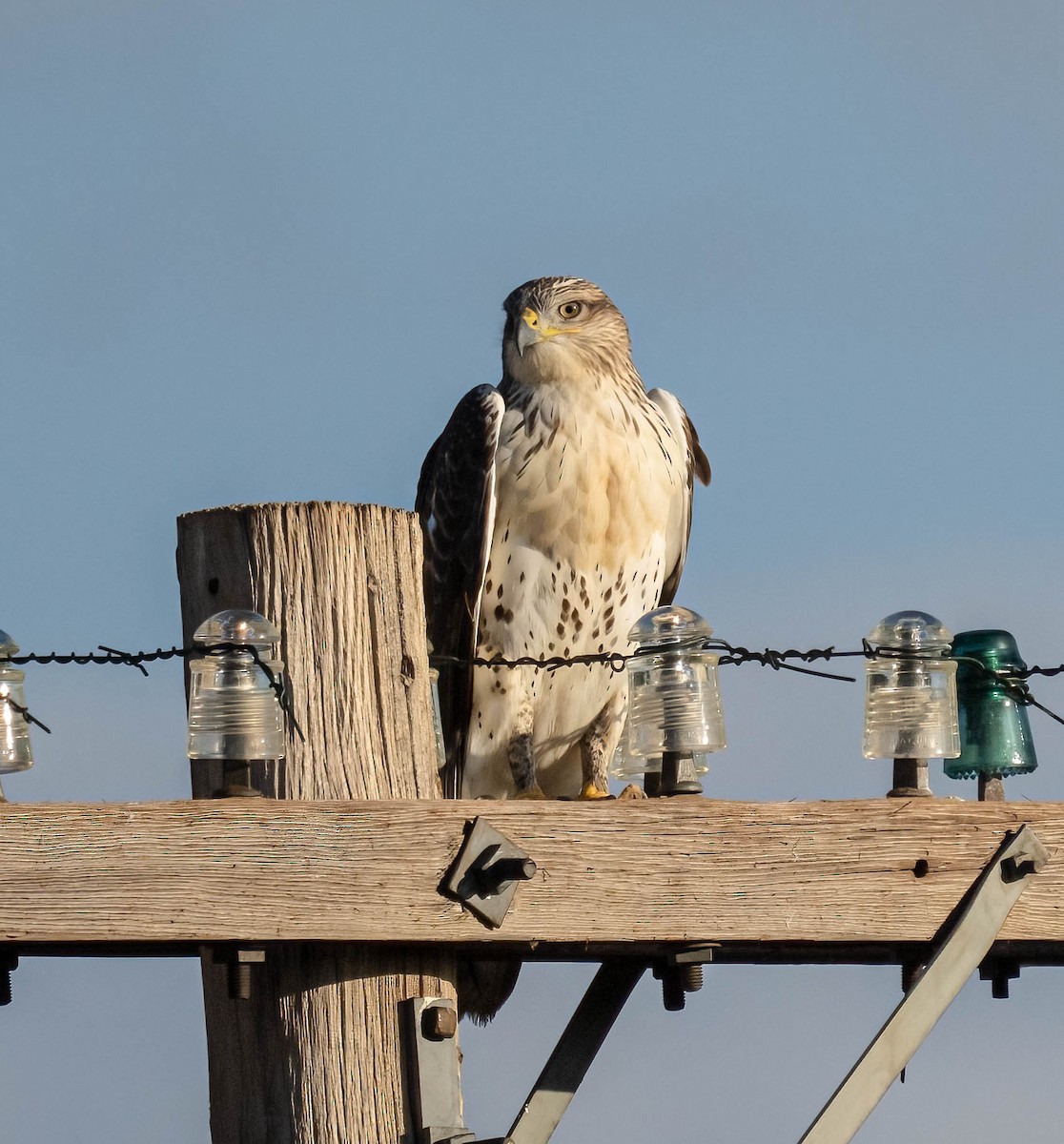 Ferruginous Hawk - ML640124609