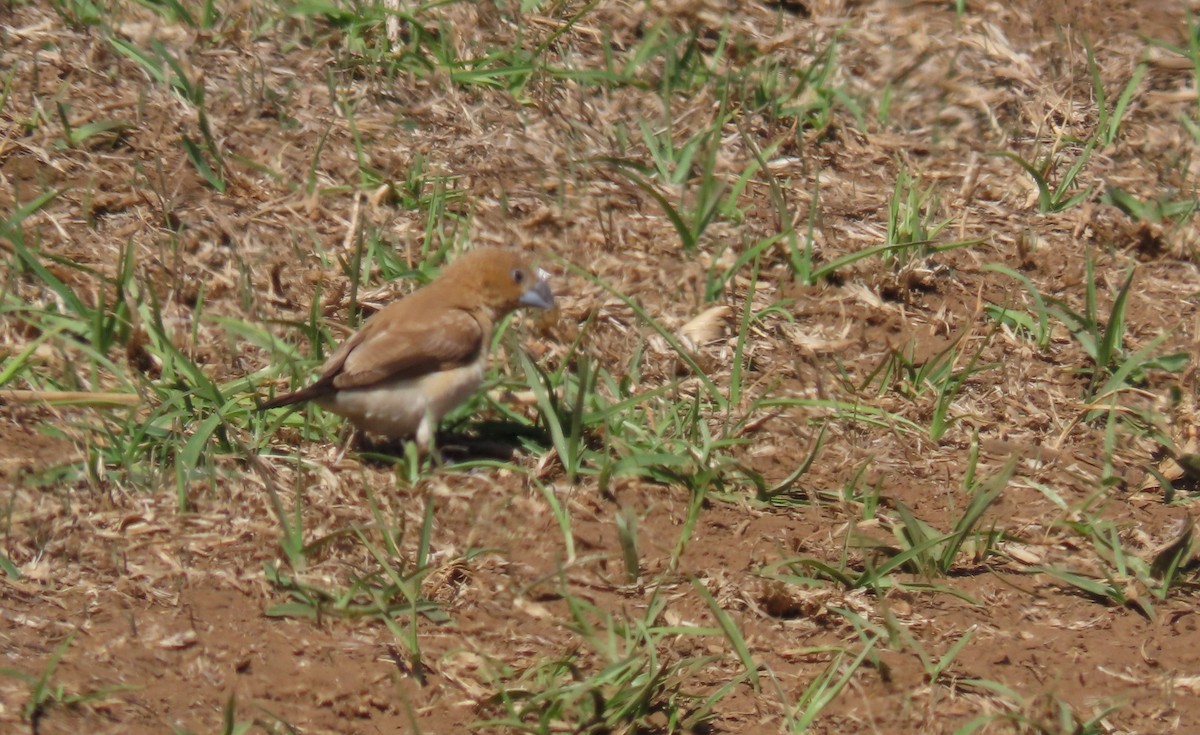Capuchino Picoplata Africano - ML640124612