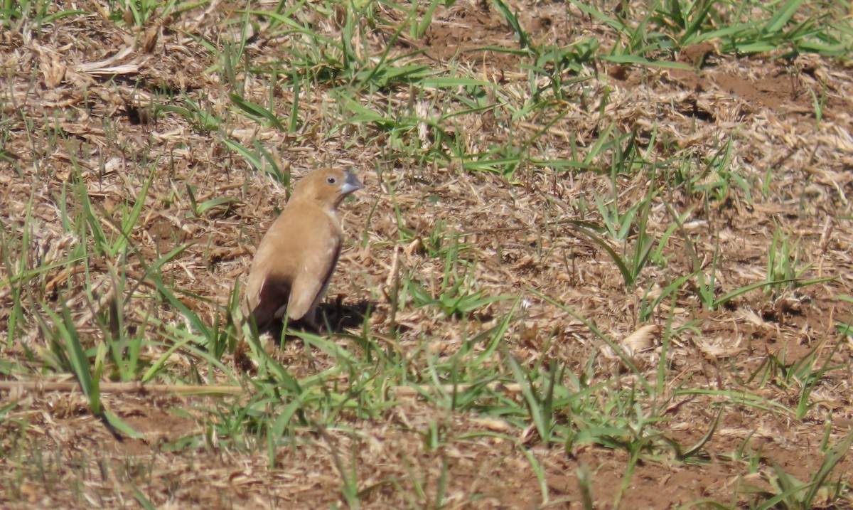 Capuchino Picoplata Africano - ML640124613