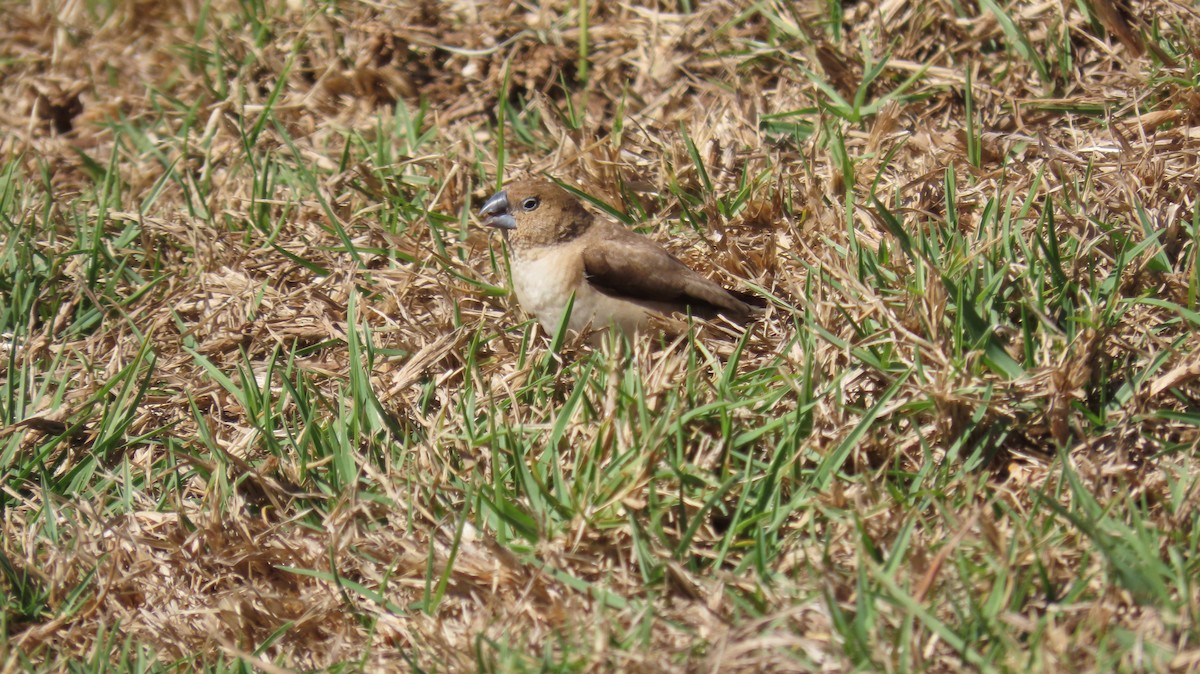 Capuchino Picoplata Africano - ML640124615