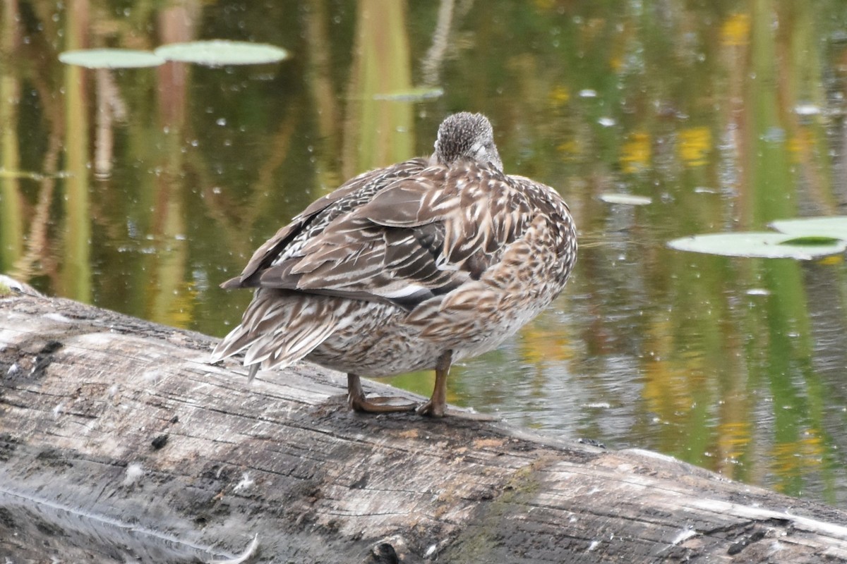 snadderand - ML640124624