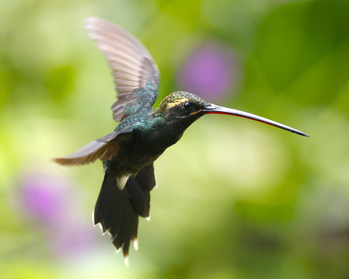 Smaragdschattenkolibri - ML640124684