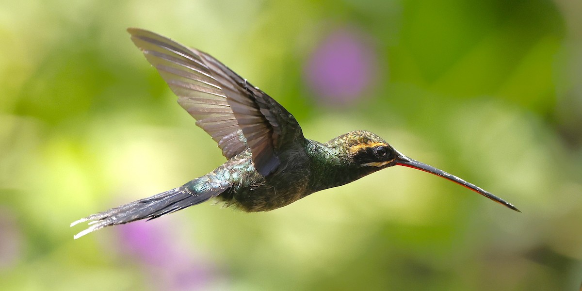 Smaragdschattenkolibri - ML640124685