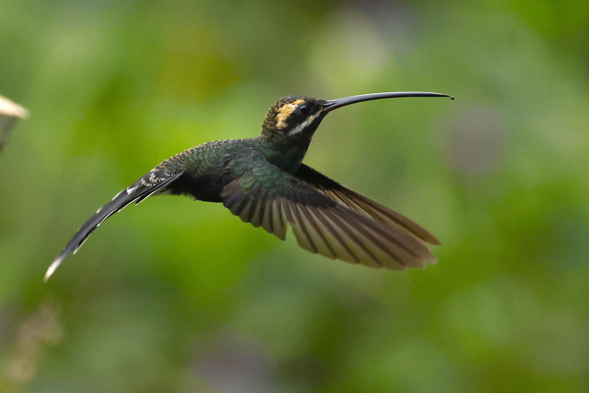 Smaragdschattenkolibri - ML640124686