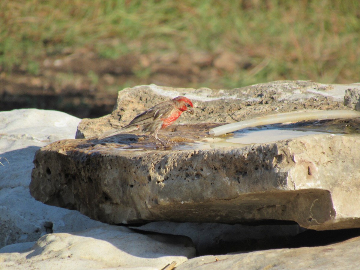 House Finch - ML640124738