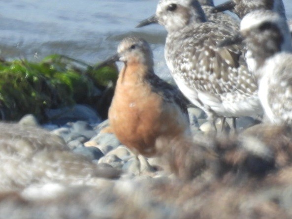 Red Knot - ML640124826