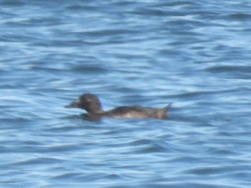 White-winged Scoter - ML640124865