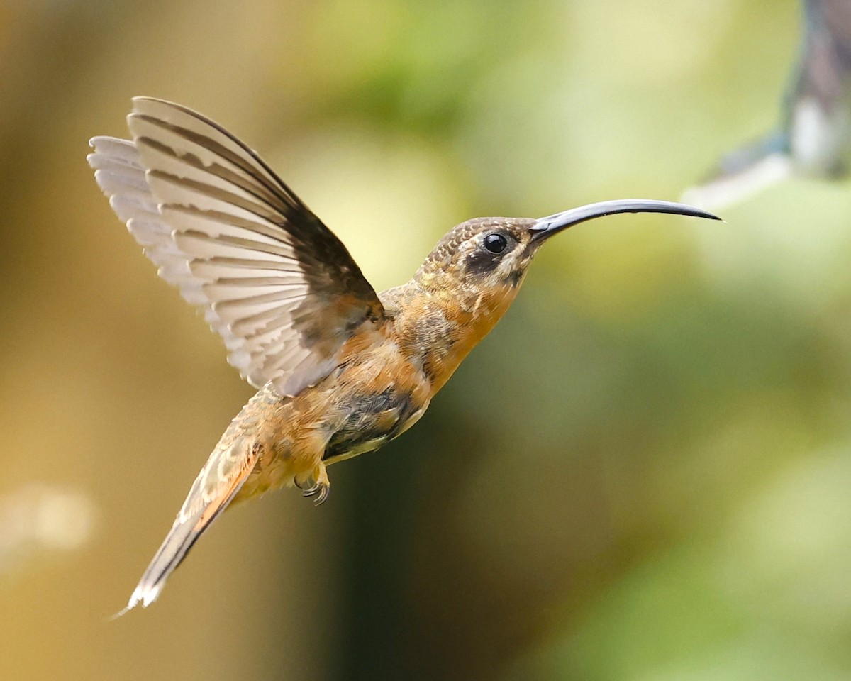 Bronzy Hermit - ML640124879