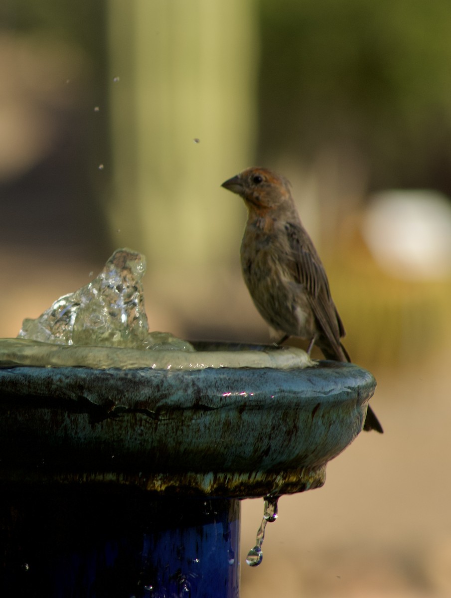 House Finch - ML640124925