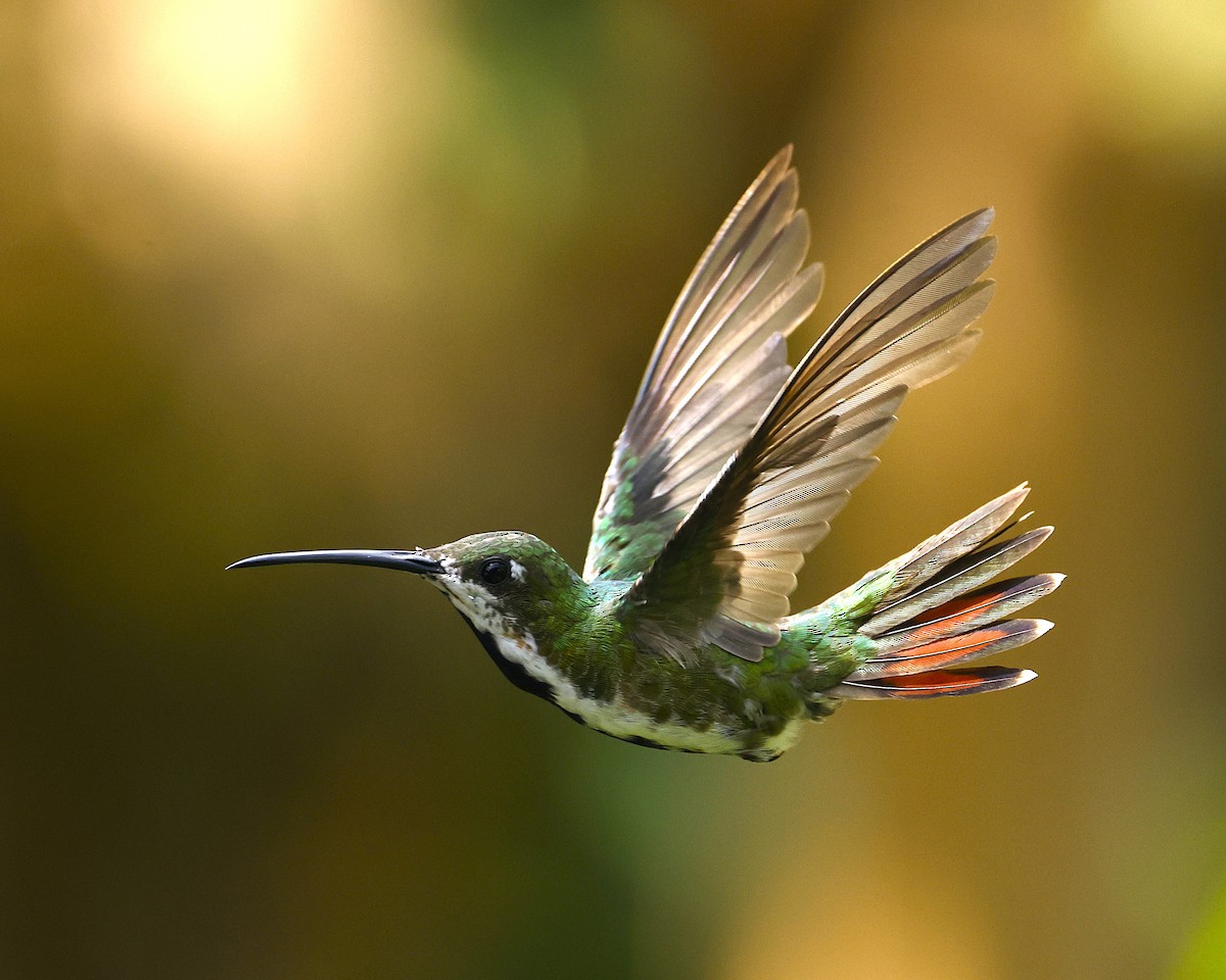 Black-throated Mango (Ecuadorian) - ML640124932