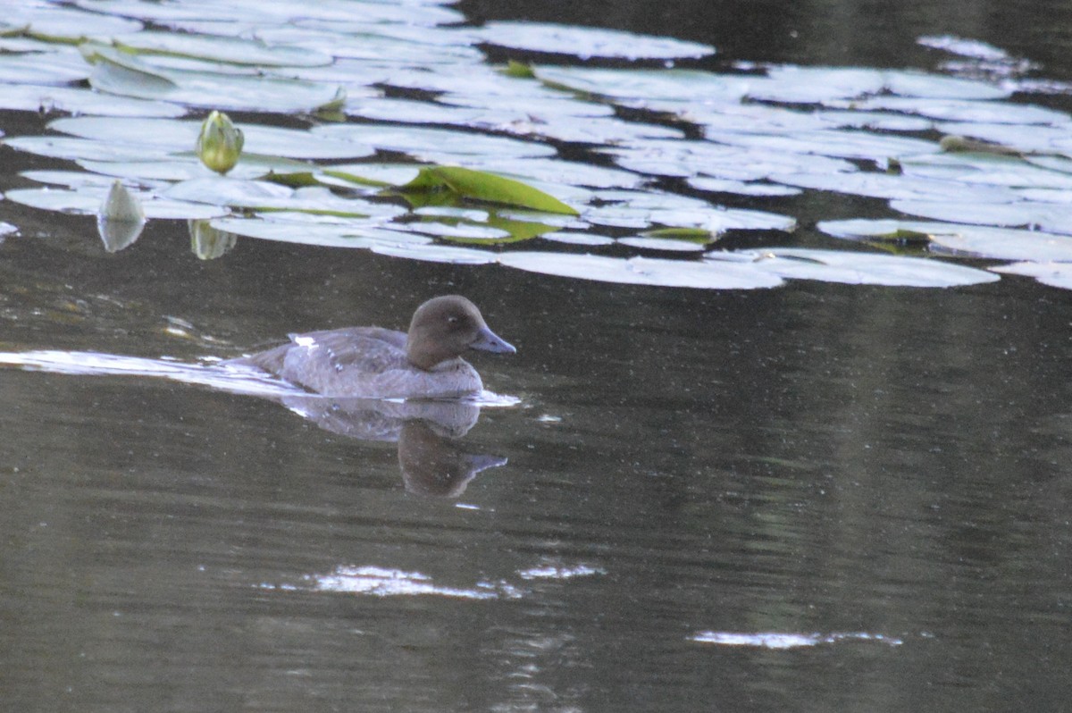 Common Goldeneye - ML640124951