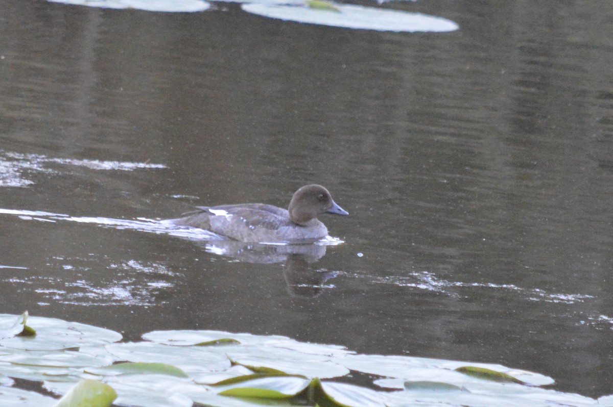 Common Goldeneye - ML640124952