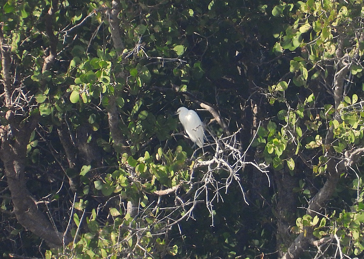 Medium/Plumed Egret - ML640124955