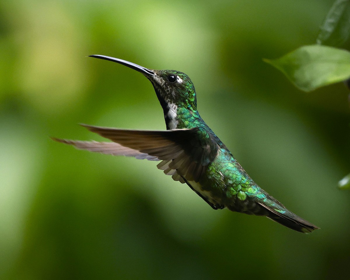 Black-throated Mango (Ecuadorian) - ML640124965