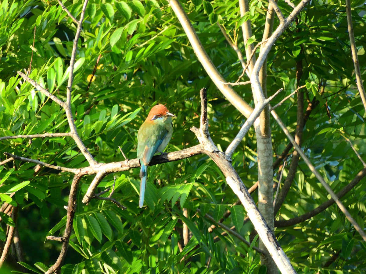 Russet-crowned Motmot - ML640124967