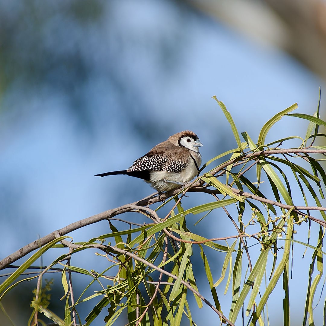 Double-barred Finch - ML640125037