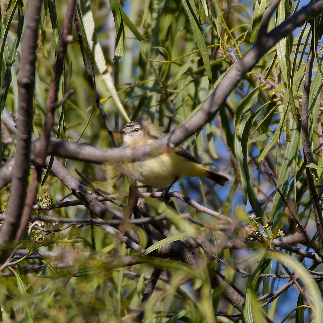 Yellow-rumped Thornbill - ML640125041