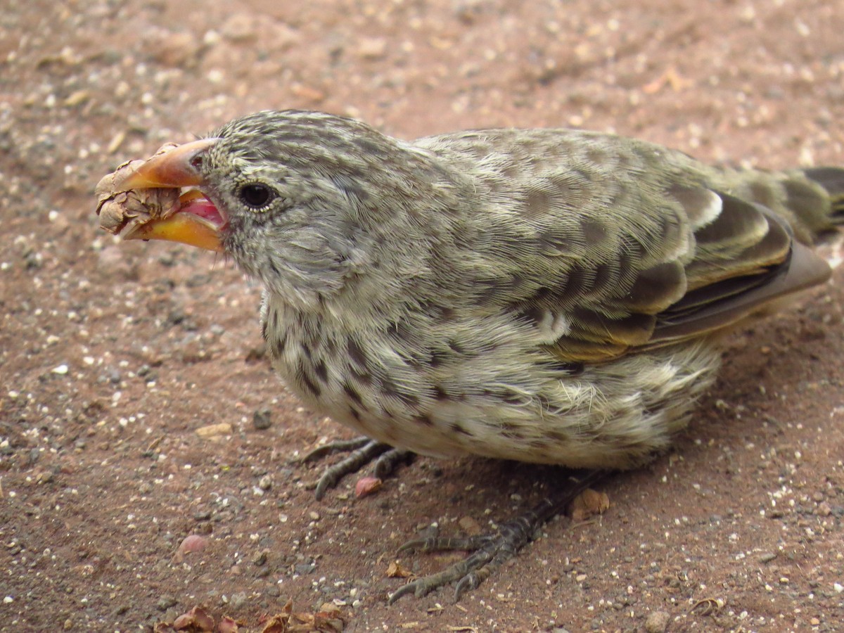 Pinzón de Darwin de Los Cactus - ML640125049