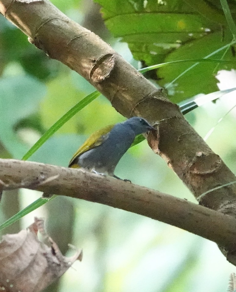 Gray-bellied Bulbul - ML640125111