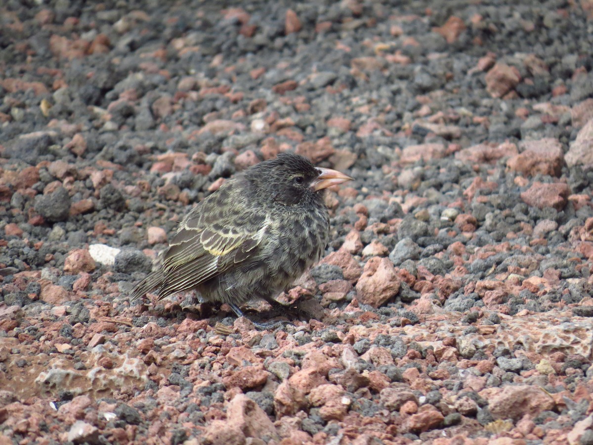 Pinzón de Darwin de Los Cactus - ML640125118
