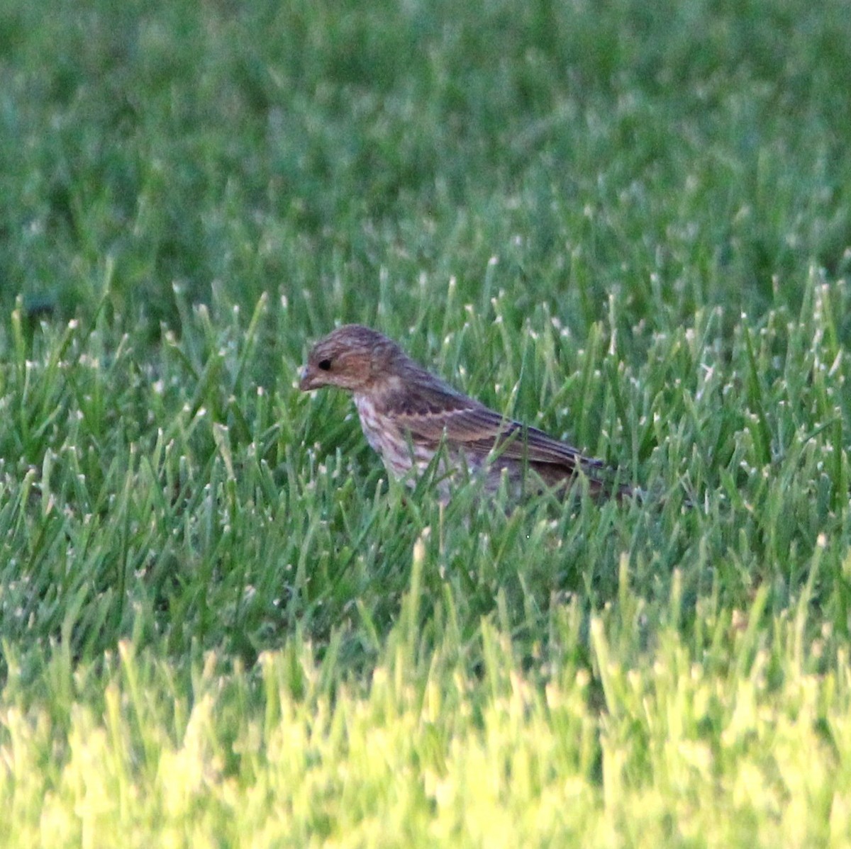 House Finch - ML640125121