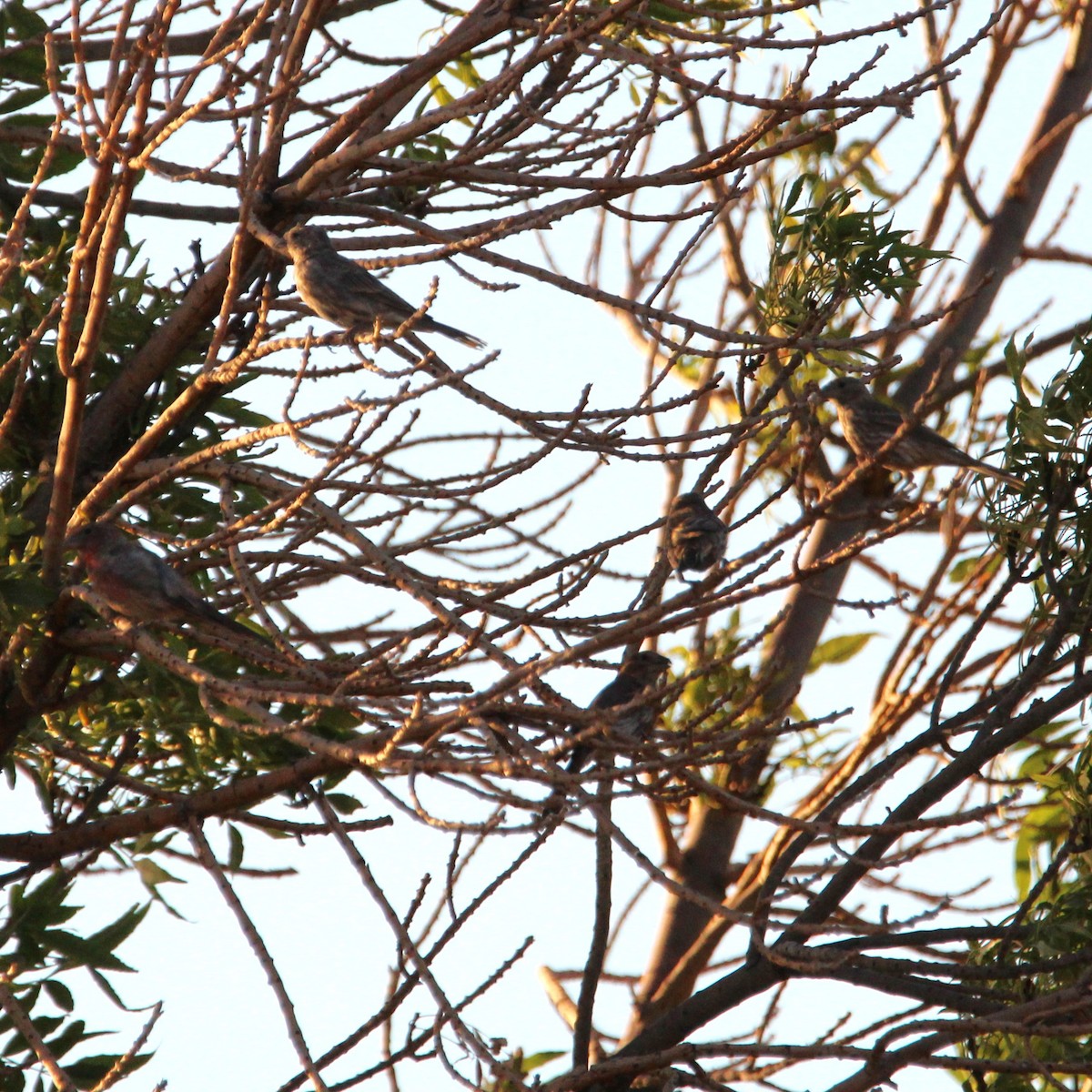 House Finch - ML640125122