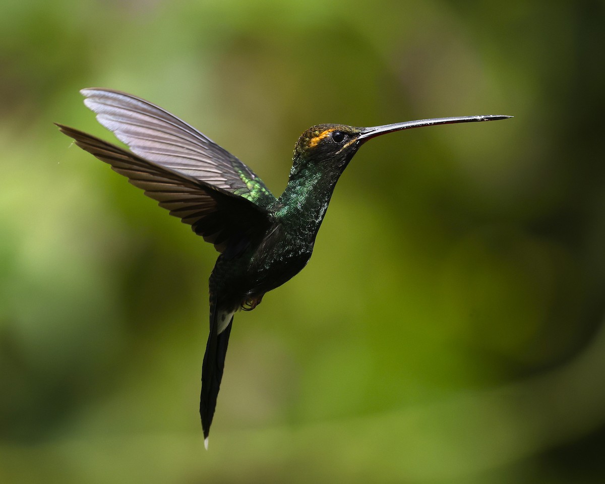 Smaragdschattenkolibri - ML640125125