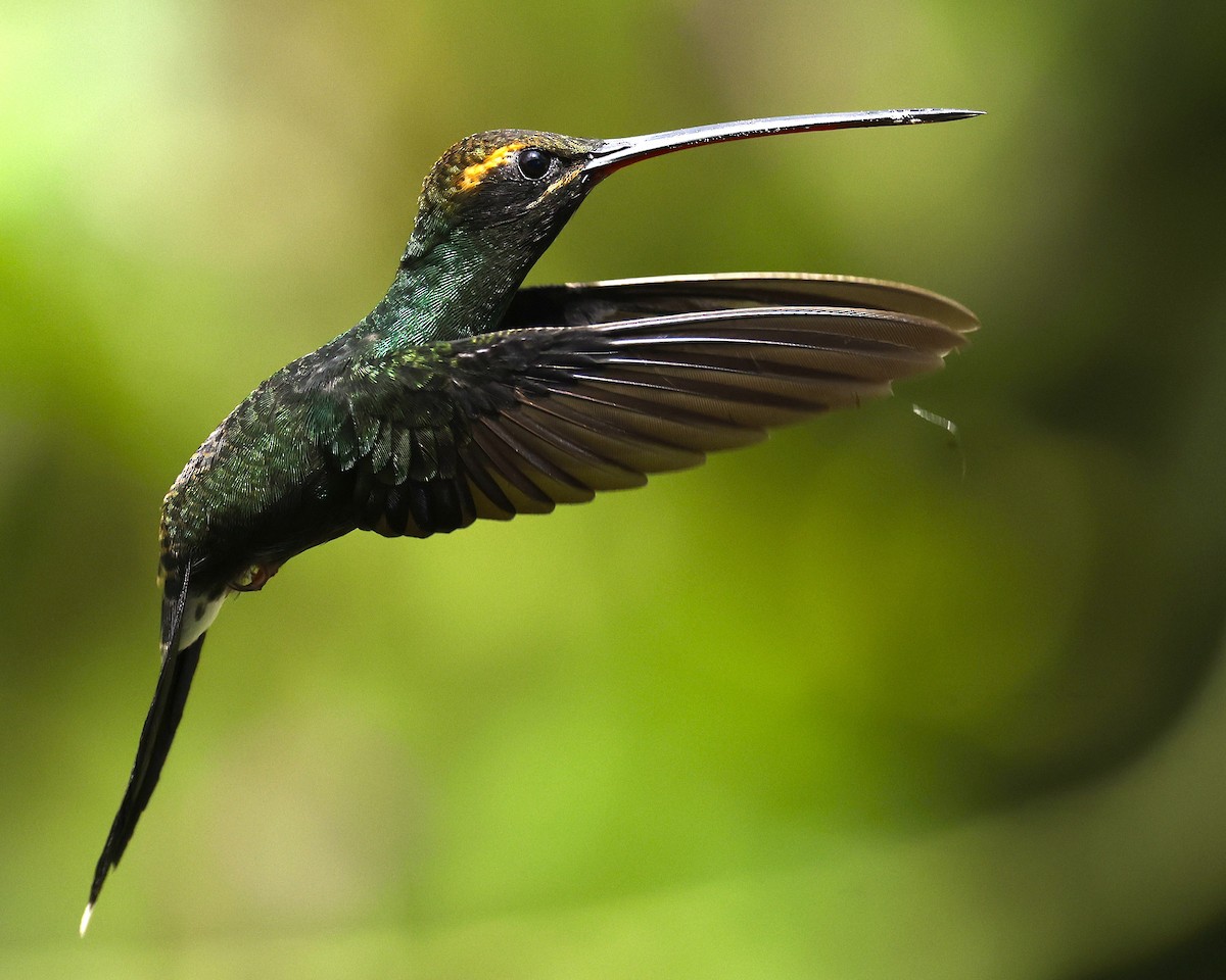 Smaragdschattenkolibri - ML640125126