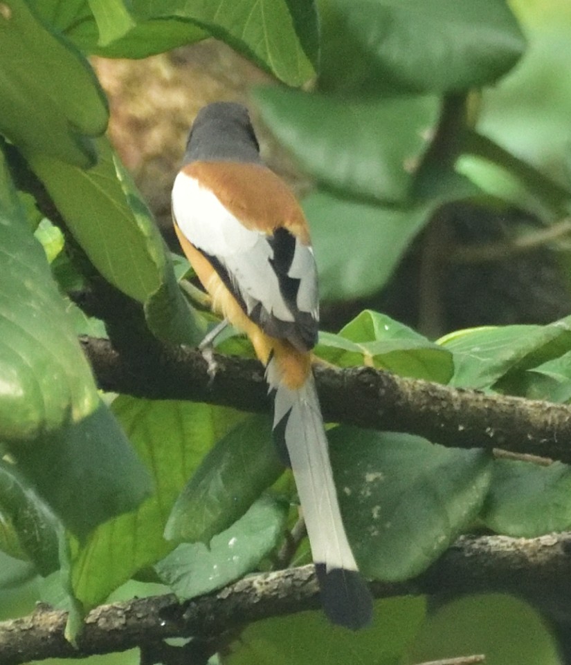 Rufous Treepie - ML640125182