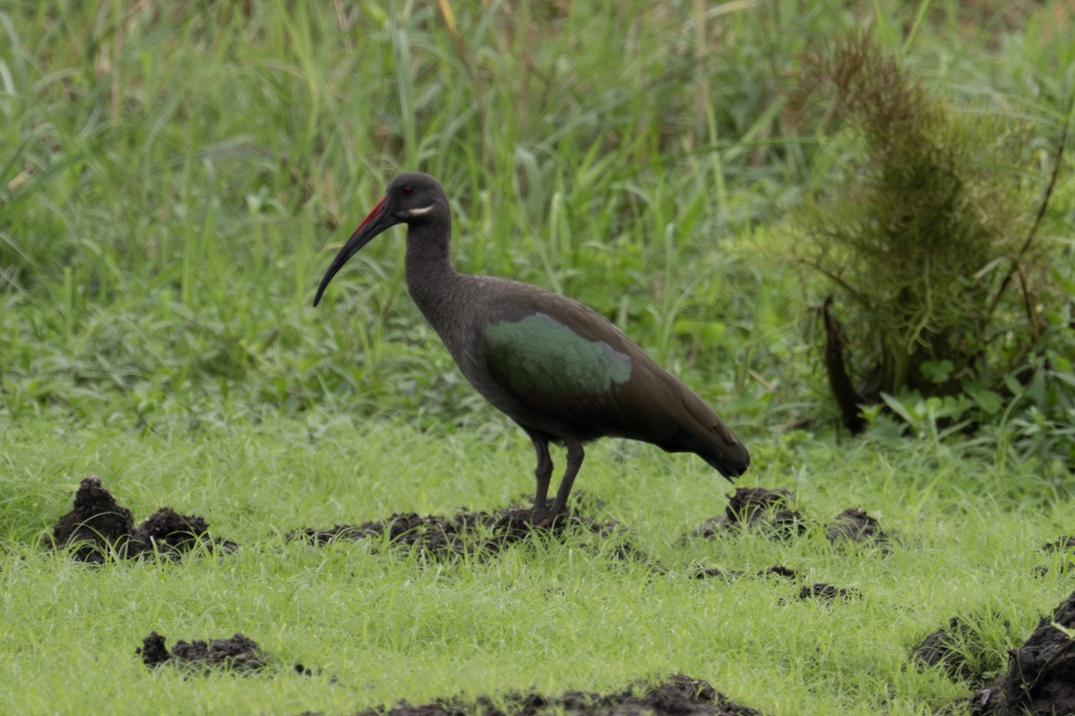 Hadada Ibis - ML640125242