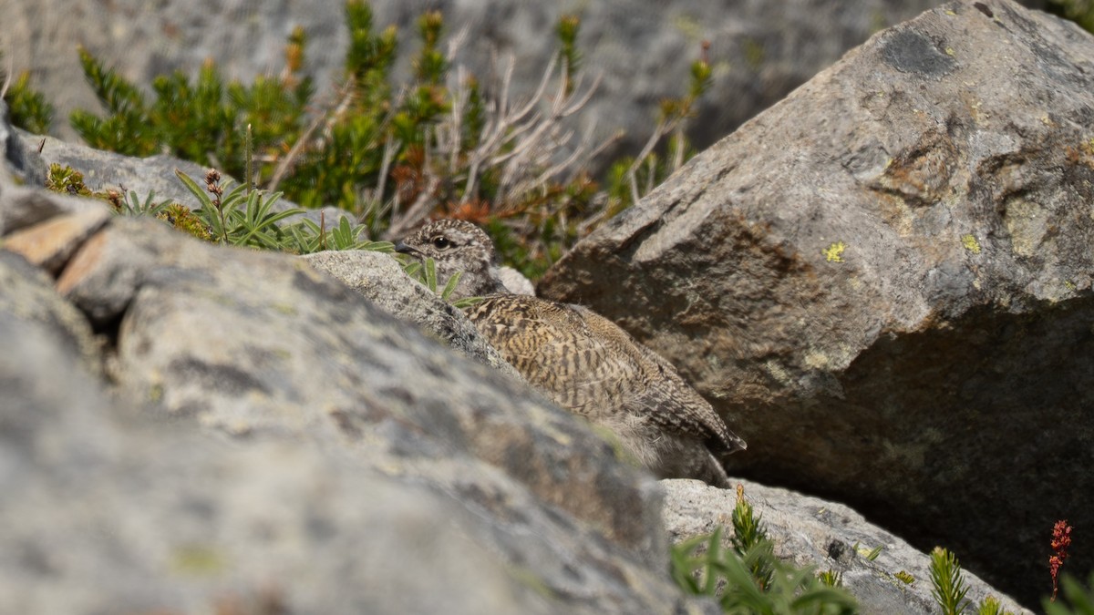 bělokur běloocasý - ML640125252